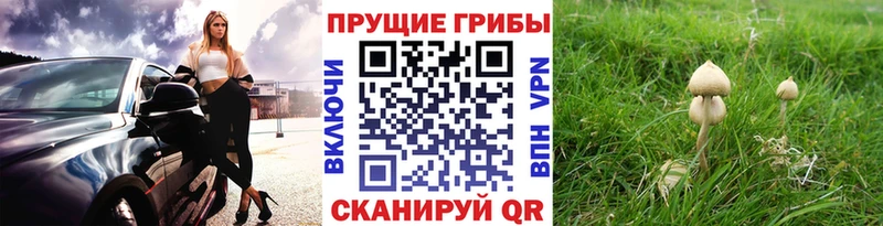 закладки  OMG зеркало  Псилоцибиновые грибы мицелий  Краснотурьинск 